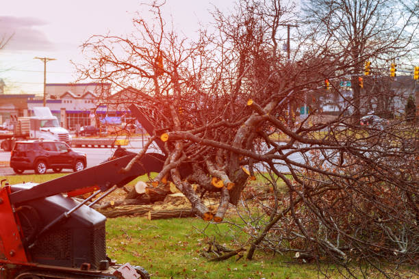  Waynesboro, TN Tree Care Pros